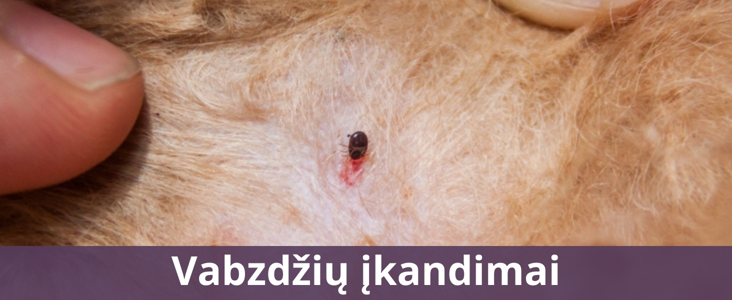 Vabzdžių įkandimai