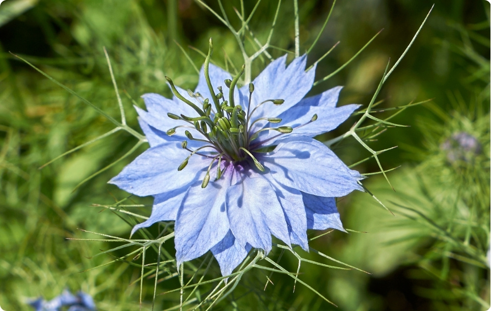 Kuo padeda Juodųjų Kmynų Bazinis aliejus?