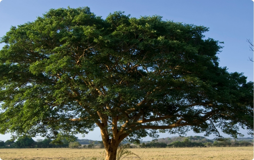 Kuo padeda Kopalių Eterinis aliejus?