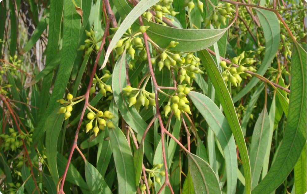 Kuo padeda Spindulinis Eukaliptas Eterinis aliejus?