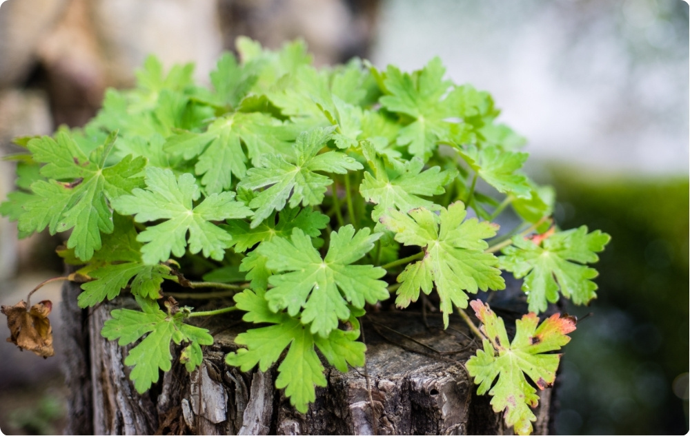 Kuo padeda Geranium Gėlių vanduo?