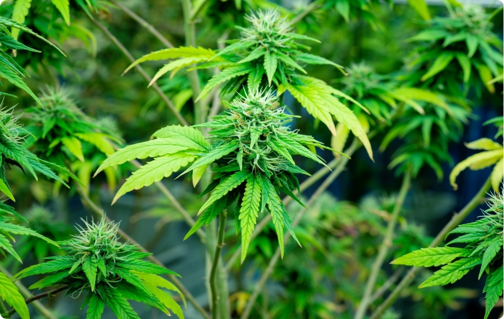 Kuo padeda Kanapių Sėklos Bazinis aliejus?