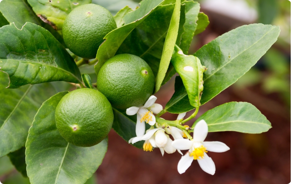 Kuo padeda Lime Eterinis aliejus?