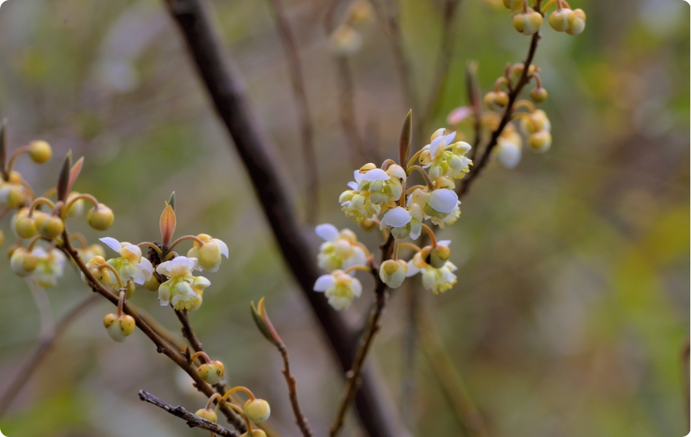 Kuo padeda Laurenių Eterinis aliejus?