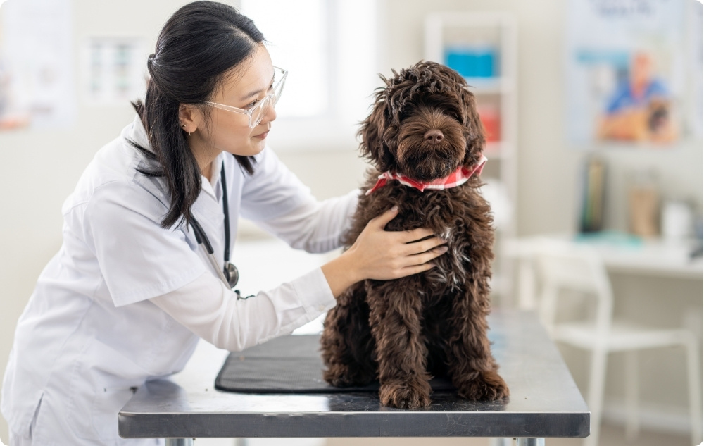 Kodėl svarbios reguliarios veterinarinės patikros?