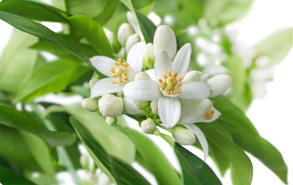 Kuo padeda Neroli Eterinis aliejus?