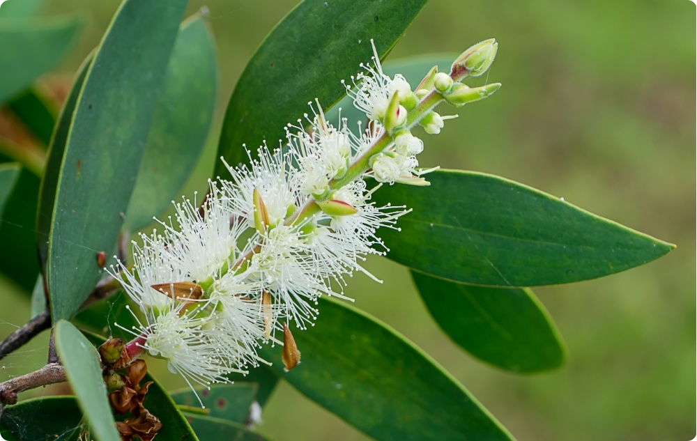 Kuo padeda Niaouli Eterinis aliejus?