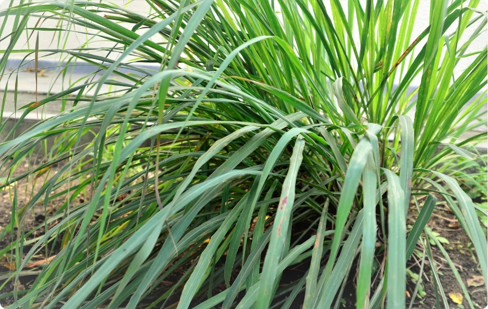 Kuo padeda Palmarosa Eterinis aliejus?