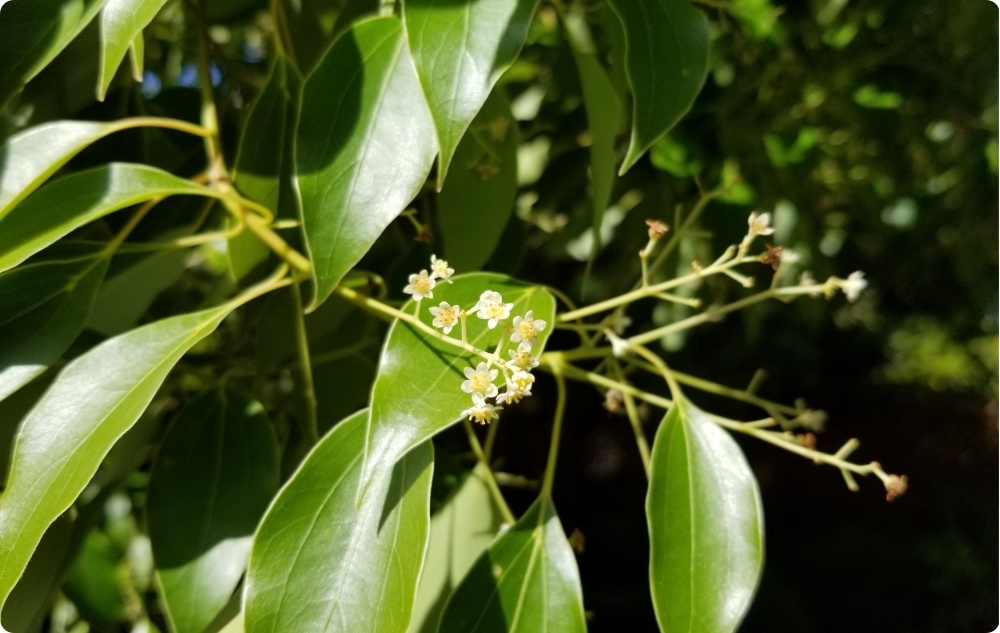 Kuo padeda Ravintsarų Eterinis aliejus?
