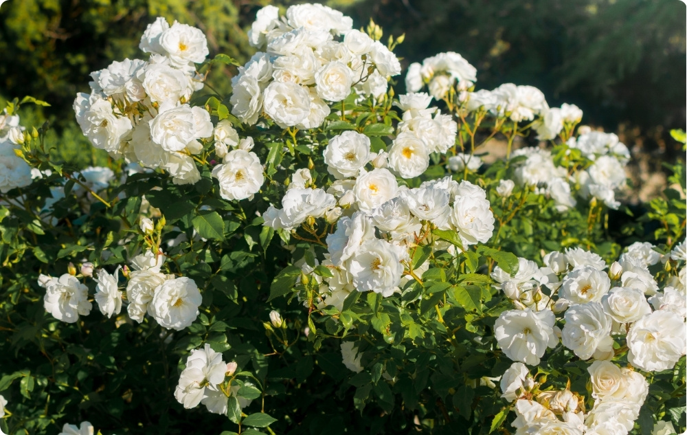Kuo padeda Rosa Alba gėlių vanduo?