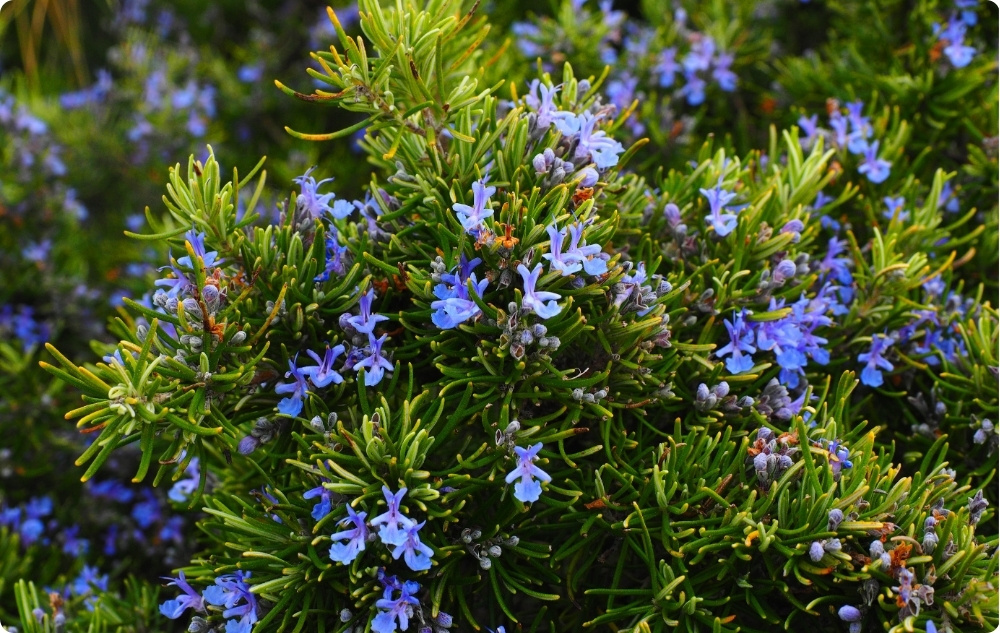 Kuo padeda Rozmarinu Kamparo Eterinis aliejus?