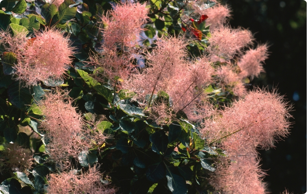 Kuo padeda Dūmų medžio Gėlių vanduo?