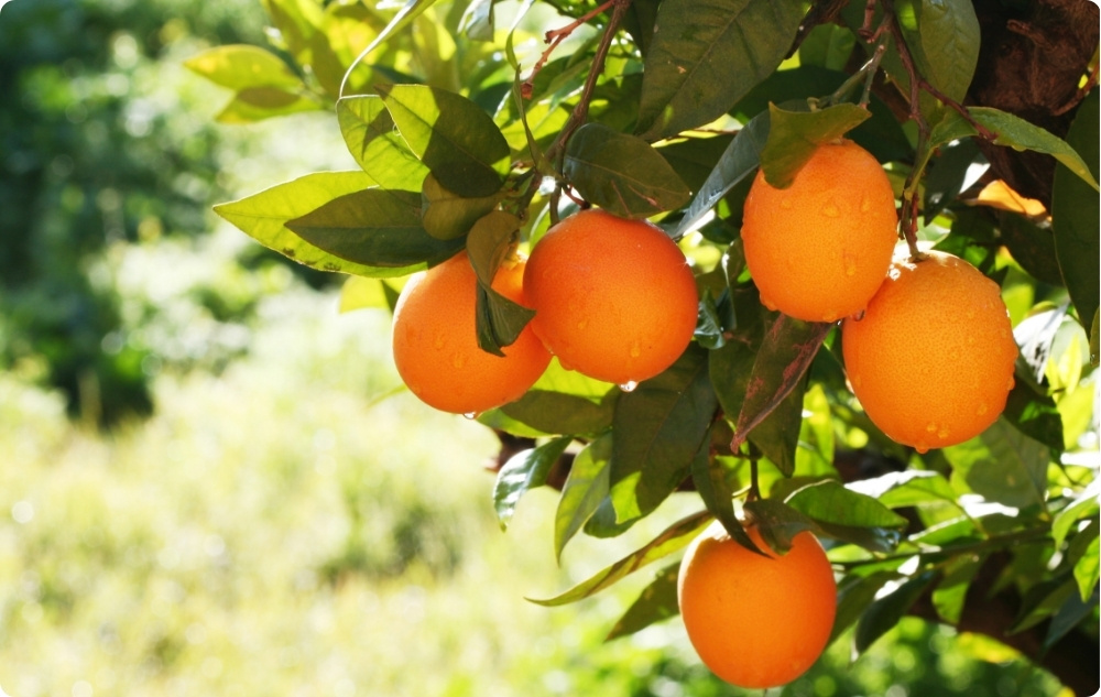 Kuo padeda Saldžiųjų apelsinų Eterinis aliejus?