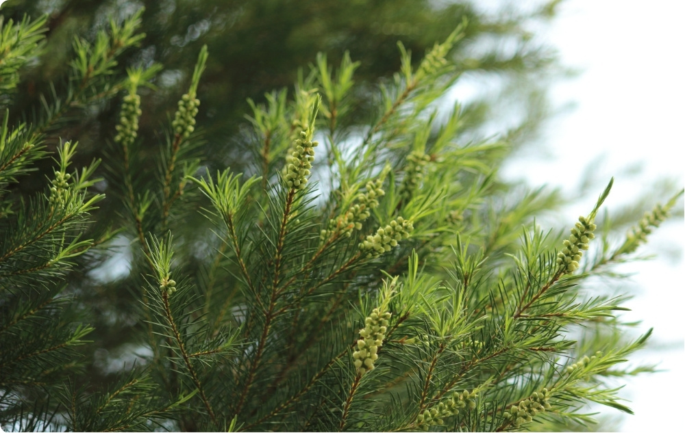 Kuo padeda Arbatmedžių Eterinis aliejus?