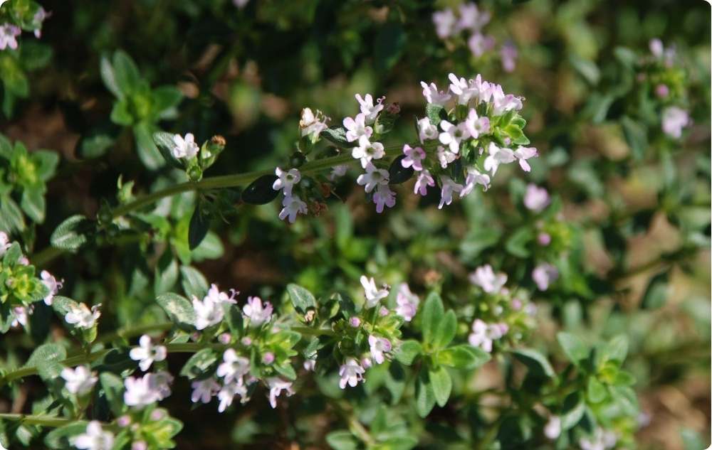 Kuo padeda Čiobrelių Timolio Eterinis aliejus?