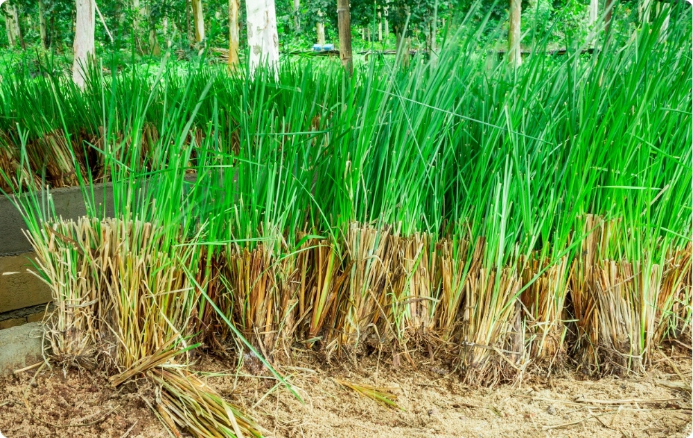 Kuo padeda Vetiverijų Eterinis aliejus?