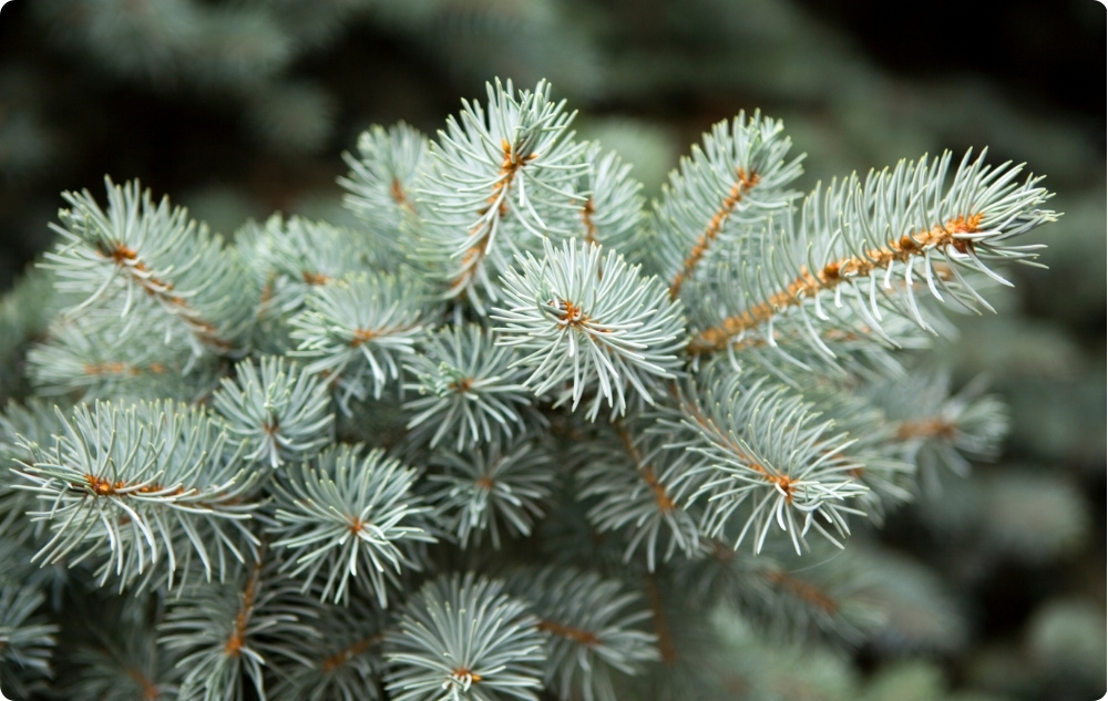 Kodėl pasirinkome Saldžiųjų Migdolų, Pušų ir Kėnių Eterinius aliejus?