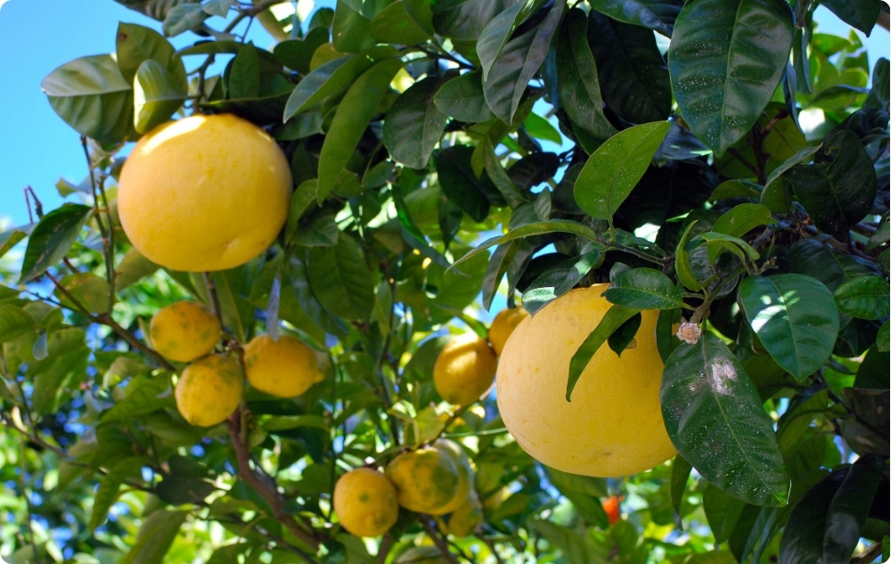 Kuo padeda Baltųjų Greipfrutų Eterinis aliejus?