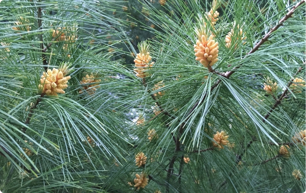 Kodėl pasirinkome Saldžiųjų Migdolų, Pušų ir Kėnių Eterinius aliejus?