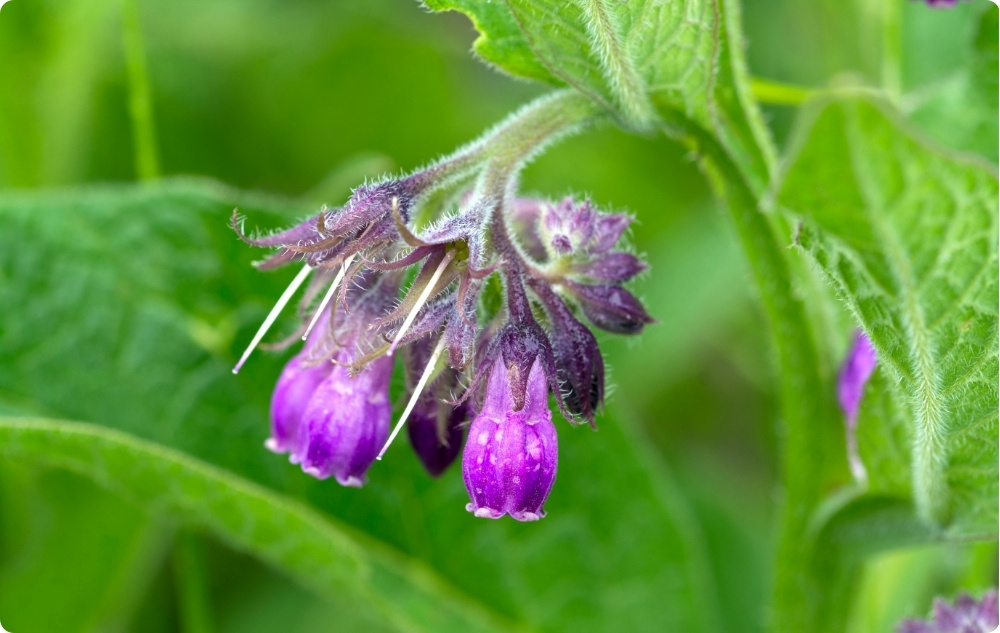 Sąnarių tepalas su Comfrey - 40ml