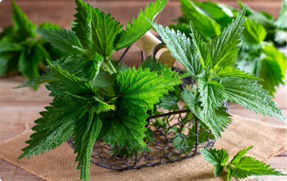 Sąnario tepalas su Comfrey ir Dilgėlės - 40ml